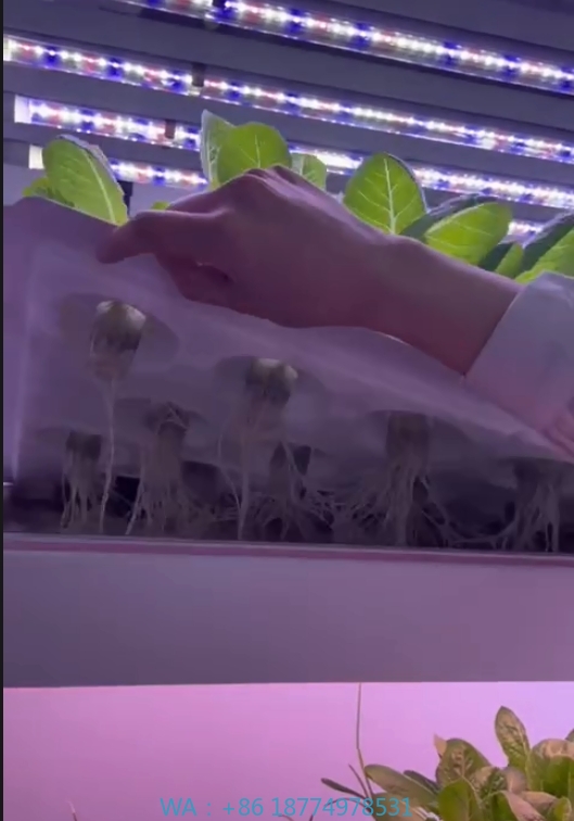 Sera Tarım Ekipmanları Mantar  - Agriculture Farming Vegetables incelemesi ve fiyatı